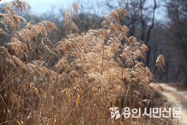 용인 청미천에서 흔히 볼 수 있는 갈대