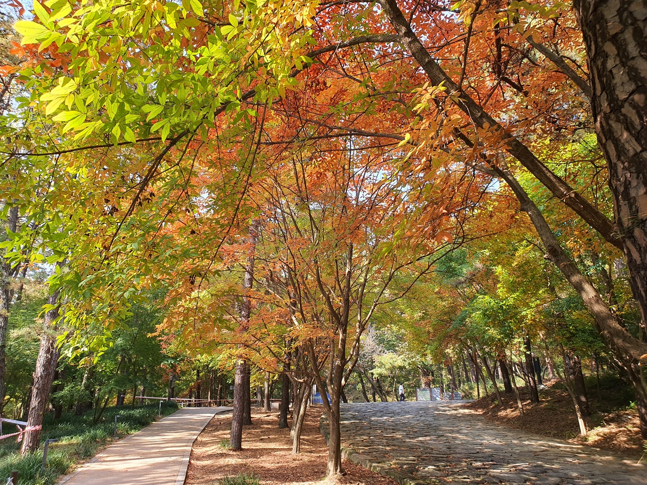 부소산 단풍 산책길