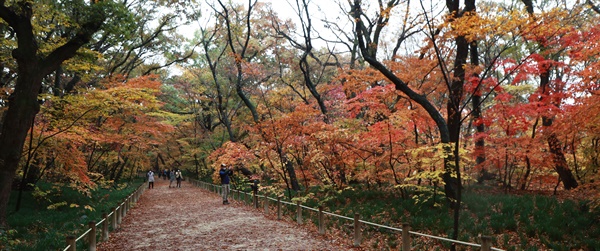 함양 상림공원.