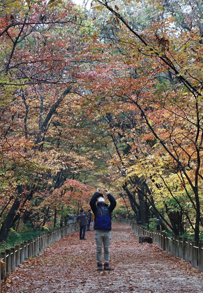 함양 상림공원.
