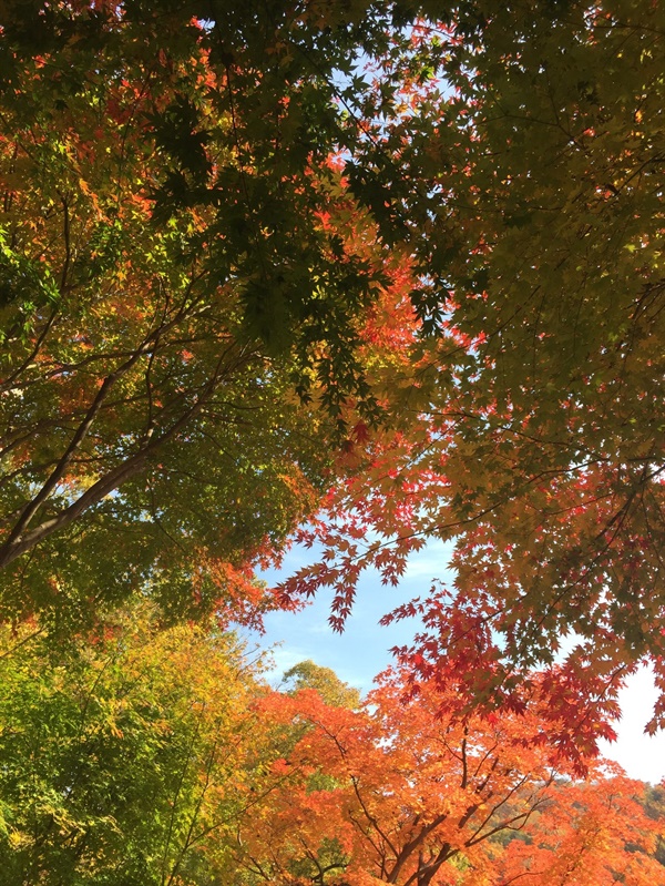 단풍이 물든 나무들 사이로 바라본 하늘, 바람이 불어 낙엽이 날리는 모습이 아름답다