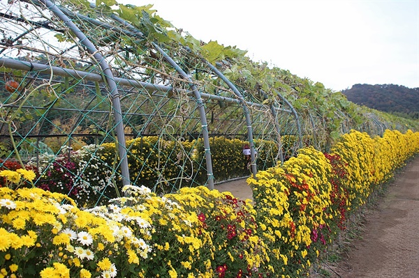 울산 태화강 국가정원 덩굴식물터널 모습