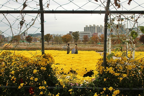 울산 태화강 국가정원 덩굴식물터널 내부 사진 포인트 모습