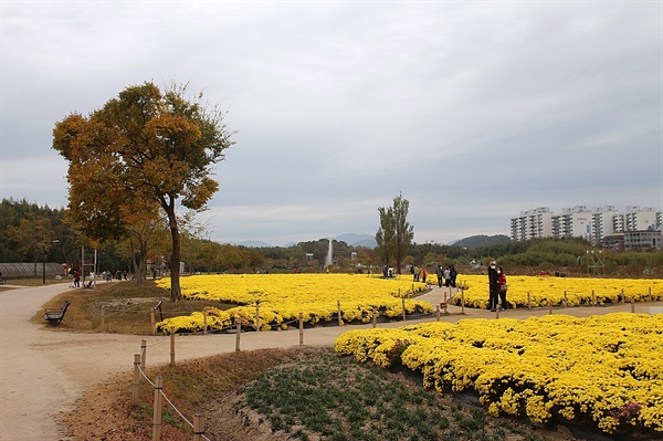 노란 가을색을 입은 울산 태화강 국화정원의 모습