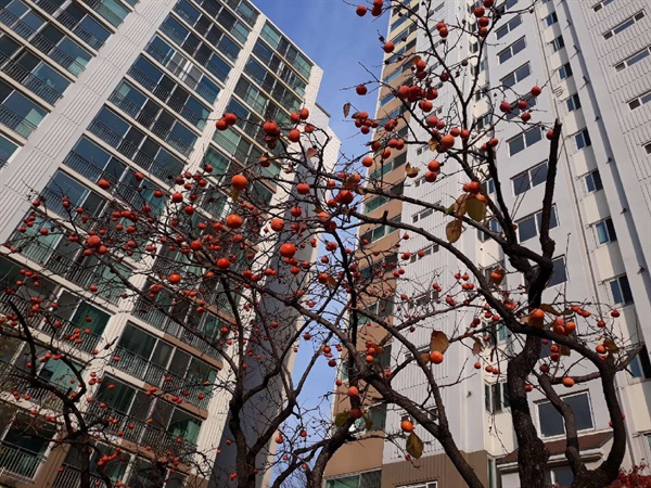 서울의 감나무