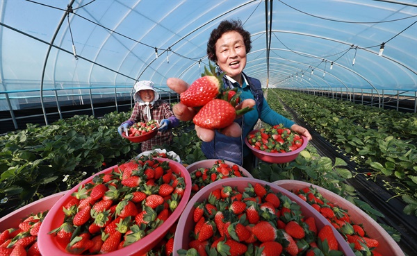 함양 박인문씨 부부의 딸기 수확.