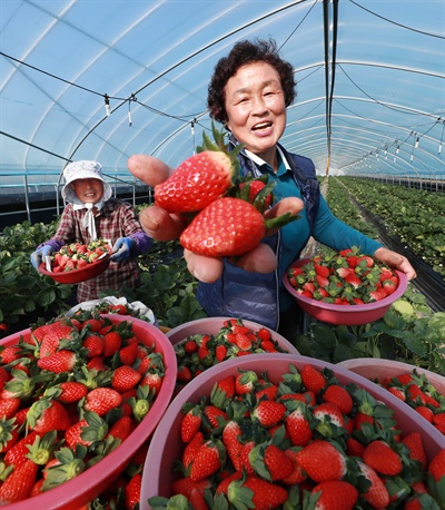함양 박인문씨 부부의 딸기 수확.