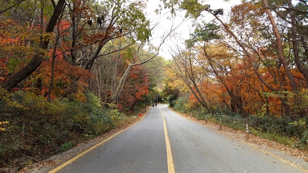 원효사 가는 길. 가을 단풍이 절정을 이루고 있다. 산수동 5거리에서 원효사까지 약 30 여 분간 이런 길이 이어진다
