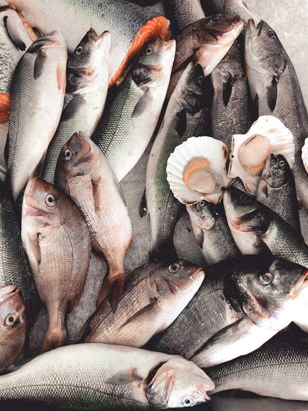 오늘날 어업으로 거둬들이는 물고기의 3분의 1은 양식장에서 기르는 물고기의 사료로 쓰이고 있다 