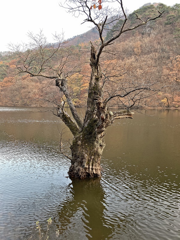 청송 주산지  테크  전망대 앞 왕버들 모습