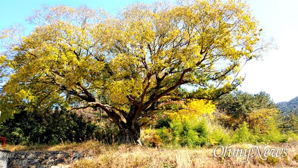 경남 고성군 대가면 금산리 658번지에 있는 팽나무(수령 550년 추정).