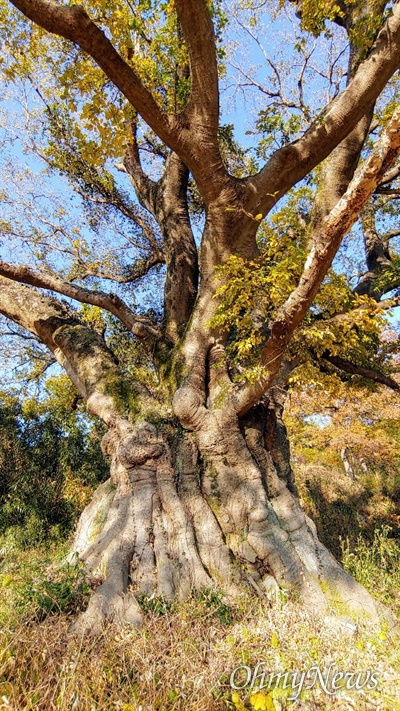 경남 고성군 대가면 금산리 658번지에 있는 팽나무(수령 550년 추정).