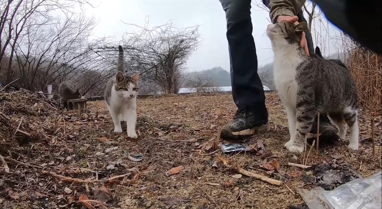  고양이들과 단체로 산책을 다녀왔다 영상의 한 장면.