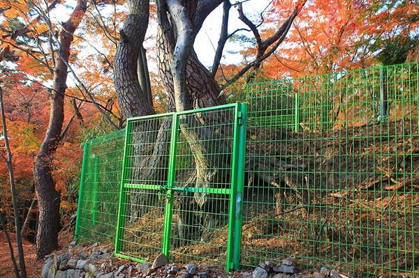 초록색 철망이 설치된 소나무와 느티나무의 조합, 연리근 모습