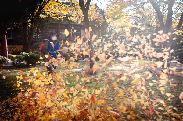 관리 직원이 낙엽을 치우고 있다. 가득 모아서 서울대공원으로 보내진다.