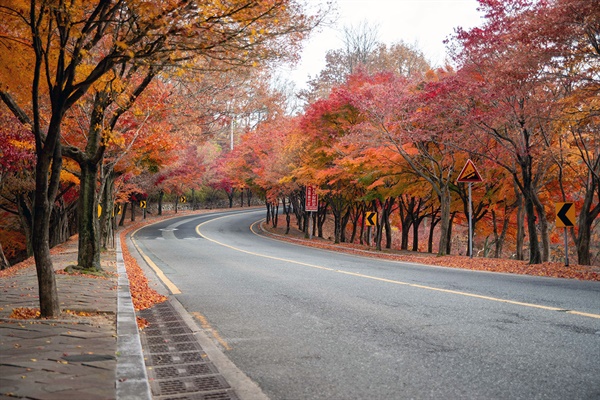 대구 팔공산 순환도로 팔공산로는 '단풍길'이다. 지금 단풍은 소멸 직전의 처연한 아름다움을 뽐내고 있다.