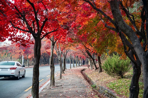 4년 전 들렀을 때, 노랑이 짙었던 단풍길은 올해는 어쩐지 밝고 짙은 선홍빛이었다. 