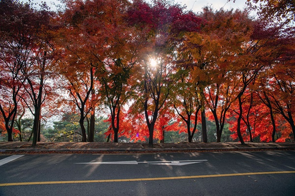 역광으로 바라본 단풍나무 가로수. 눈부시지만, 처연한 아름다움을 내뿜는 풍경이었다.