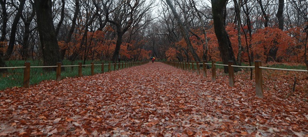 비가 내리는 11월 19일 오후 함양 상림공원.