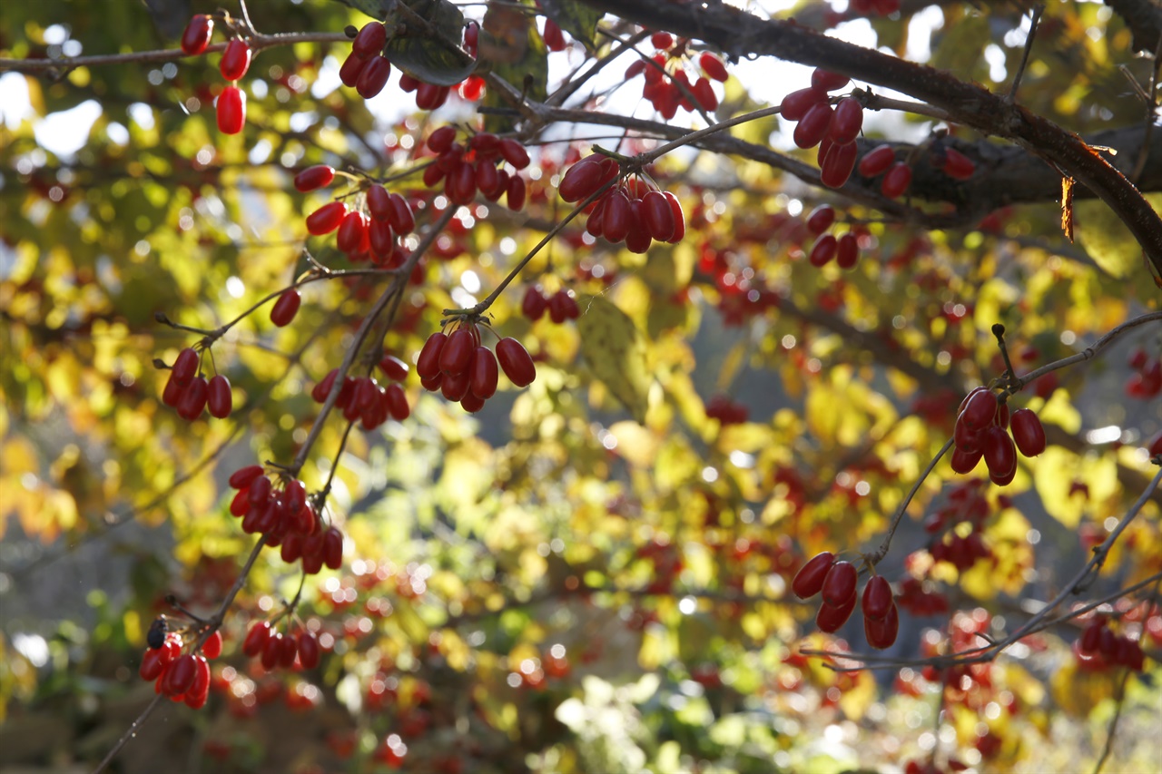 열매는 빨갛게, 이파리는 누렇게 물들어가는 산수유나무. 지난 11월 15일 구례군 산동면 현천마을 풍경이다.
