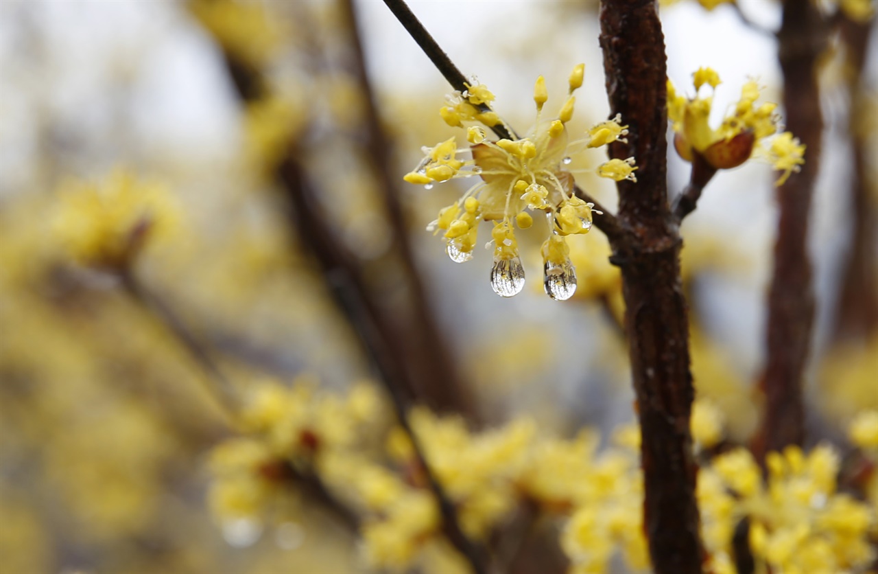 봄비를 맞아서 샛노랗게 채색된 산수유꽃. 지난 봄날 구례군 산동면에서 찍었다.