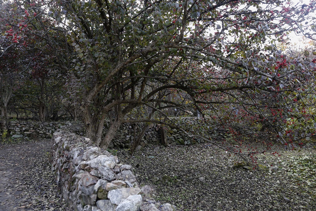 마을과 돌담길을 따라 줄지어 심어진 산수유나무. 지난 11월 15일 구례군 산동면 현천마을 풍경이다.