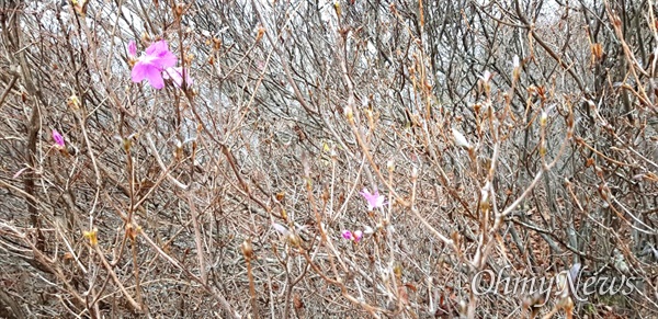 11월 22일 창원 대암산 정상 부근에 핀 산철쭉.