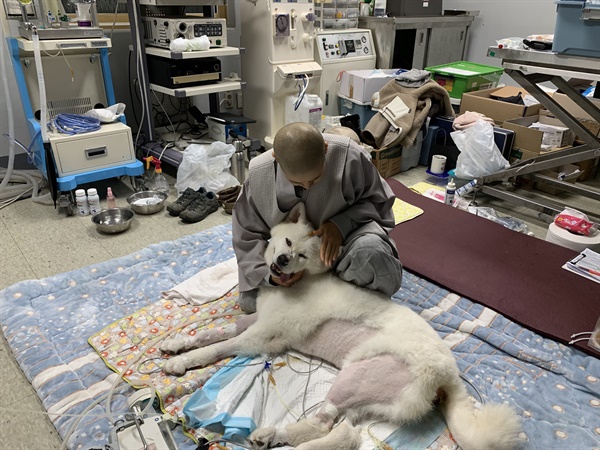 충남대 동물병원에서 치료를 받고 있는 나모