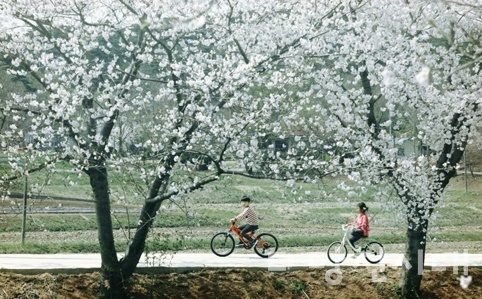 당진시 순성면 벚꽃길에서 자전거를 타고 있는 아이들