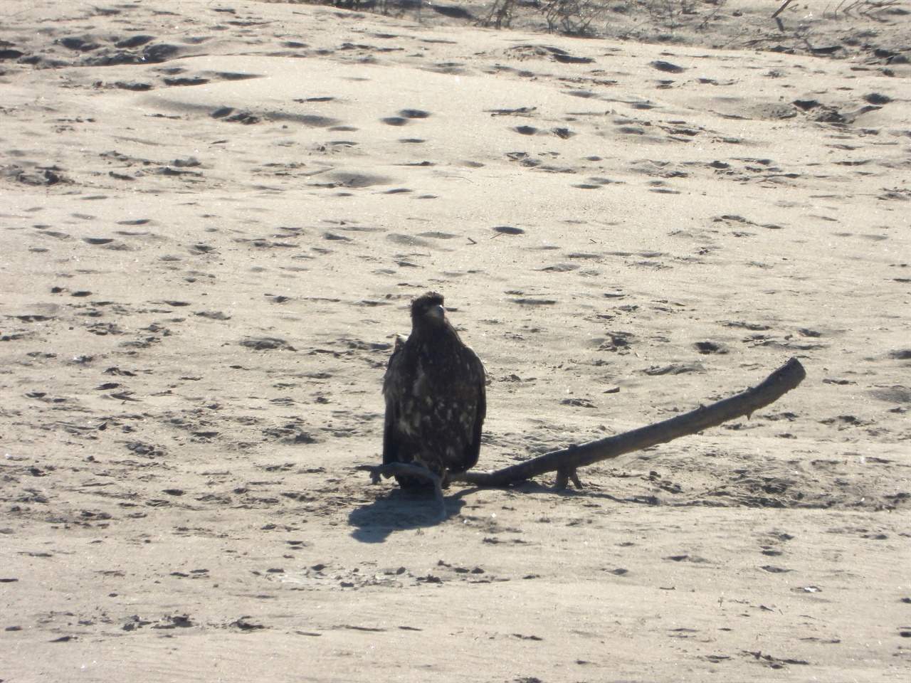 천연기념물 제243-4호인 흰꼬리수리가 모래톱에 앉아 깃털을 다듬으며 휴식을 취하고 있다.