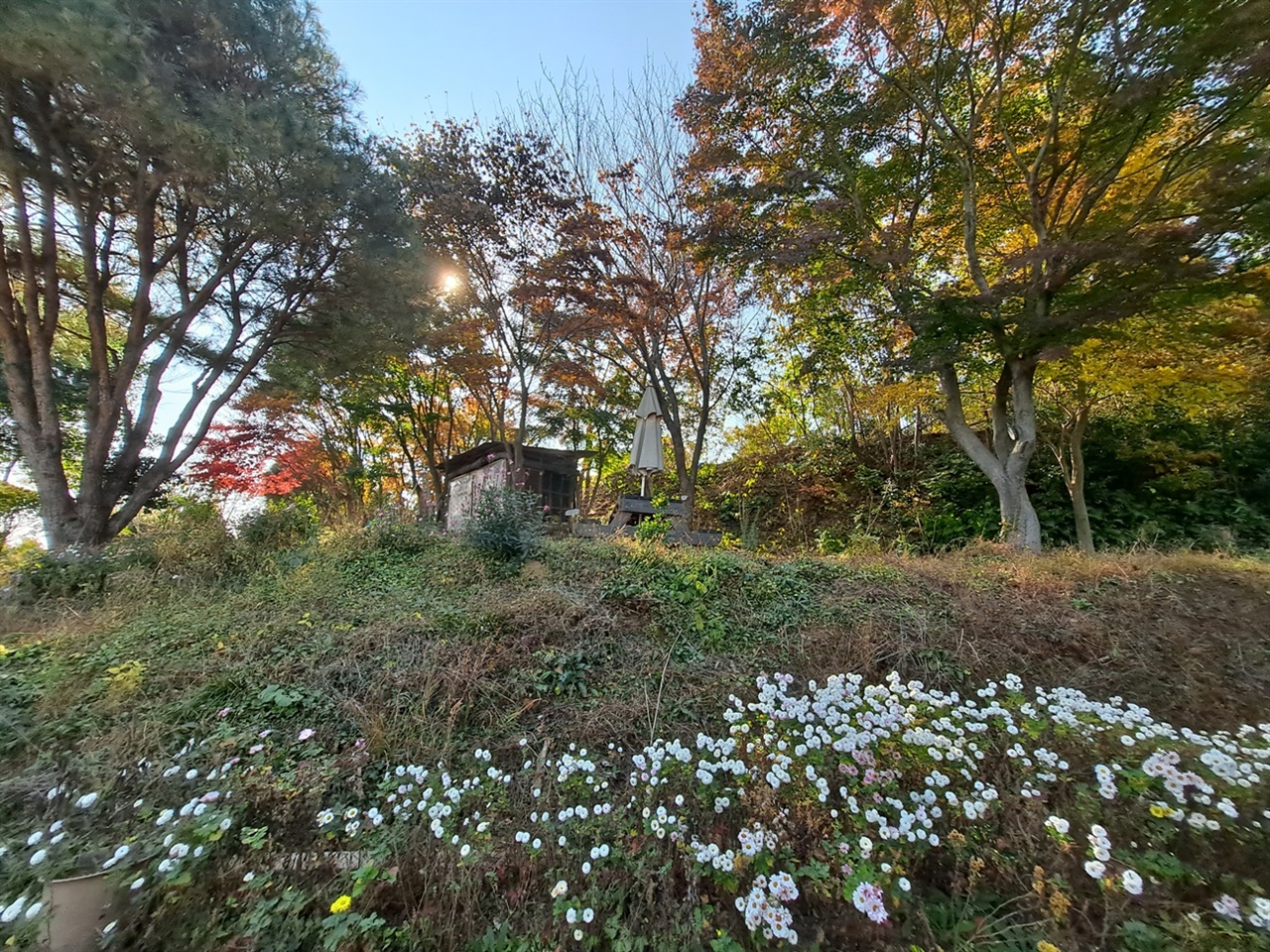 빵굼터 가장자리 언덕에 국화꽃이 탐스럽게 피었다. 