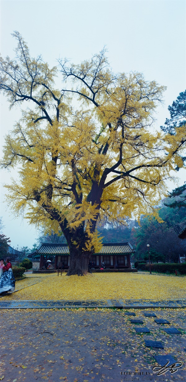 전주 향교 (SW612/Ektar100) 2016년 가을. 전주향교. 