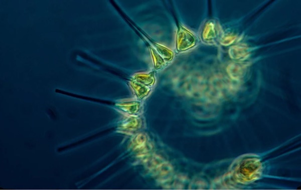 미국의 마틴 박사 팀은 철분 부족 상태의 해양이어서 다른 영양 염분이 잔존해 있더라도 식물 플랑크톤의 증식이 억제되고 있다는 가설을 세웠다. 사진은 식물 플랑크톤