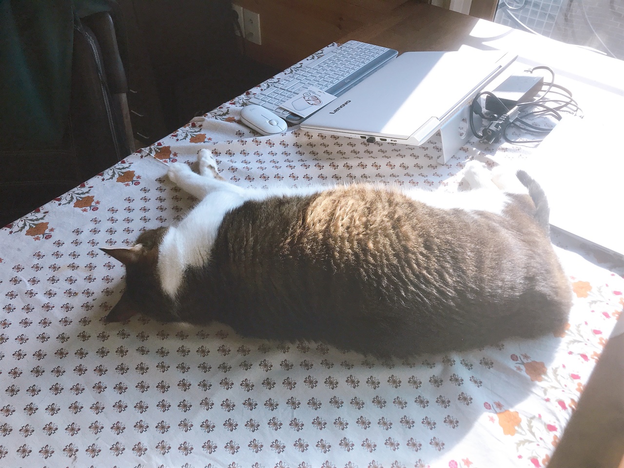 원목 테이블은 볕이 잘 드는 날이면 고양이 침대가 되기도 한다. 