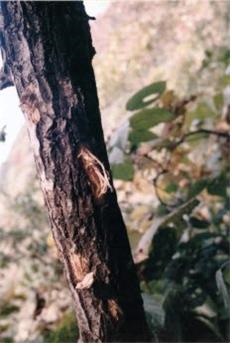 1997년 9월 30일 원강재에서 발견한 반달가슴곰 흔적 (우두성 이사장 제공)