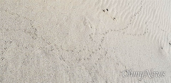 합천창녕보 수문 개방으로 물이 빠진 상류 낙동강 모래와 뻘에 도장처럼 찍혀 있는 새와 짐승 발자국.