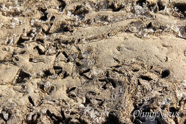 합천창녕보 수문 개방으로 물이 빠진 상류 낙동강 모래와 뻘에 도장처럼 찍혀 있는 새와 짐승 발자국.