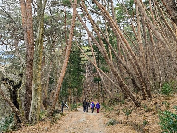 천은사 소나무 숲길을 걷는 사람들
