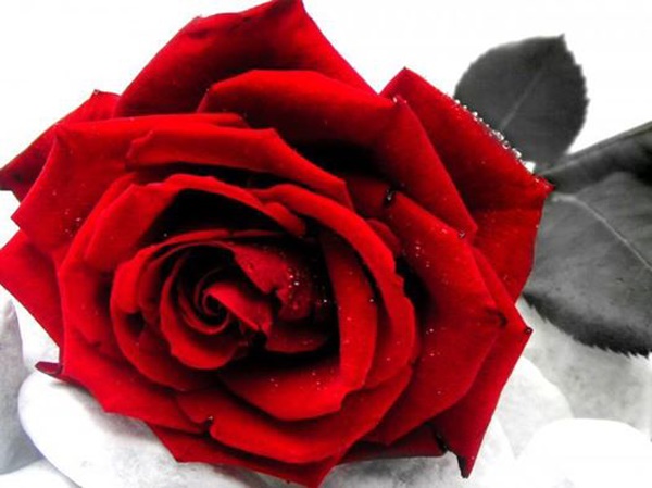 노회찬의 데스크탑 컴퓨터에 저장돼 있는 붉은 장미꽃 사진.