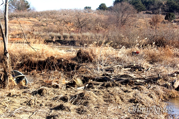  창원 주남저수지 유수지에 버드나무를 잘라낸 흔적.