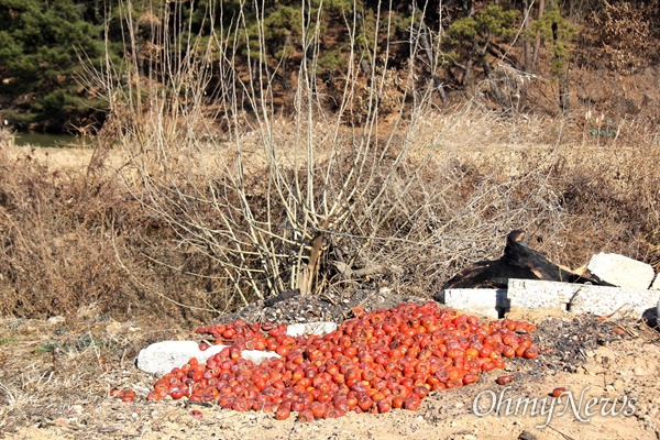 창원 주남저수지 유수지에 버려져 있는 감 무더기.