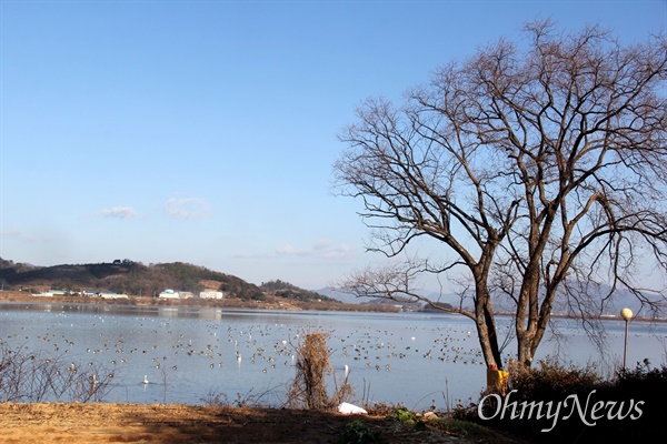  창원 주남저수지의 철새 무리.