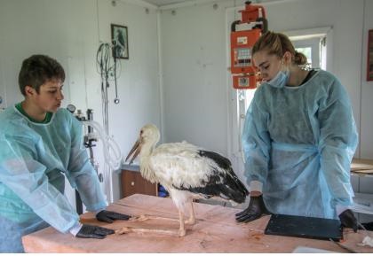 탈진 상태의 러시아 새끼 황새를 범재활센터 치료실에서 치료하고 있다.