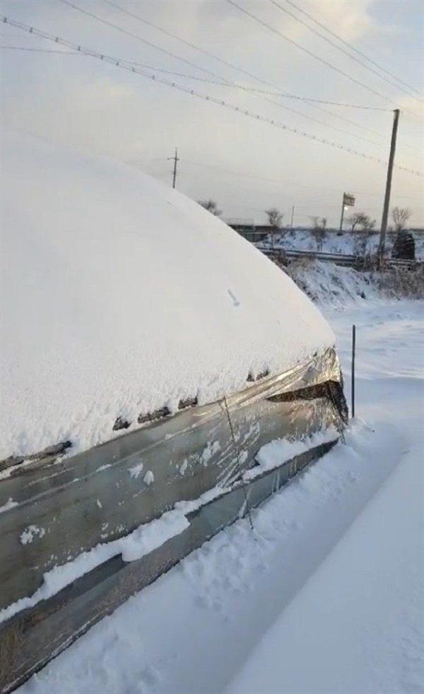 홍성읍 구룡리 들녘의 비닐하우스에 쌓인 눈