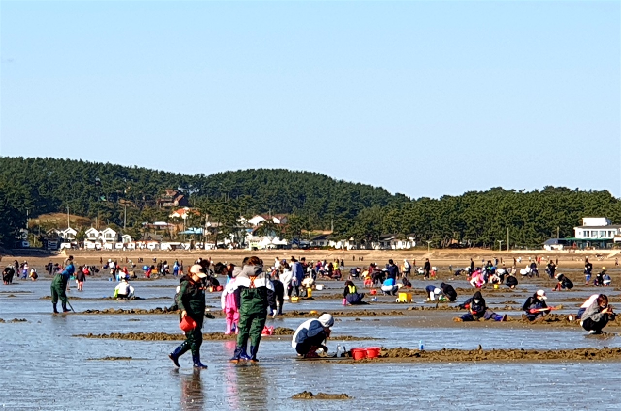 태안군의 대표적인 갯벌 체험장인 몽산포해변에서 갯벌체험을 하는 관광객들