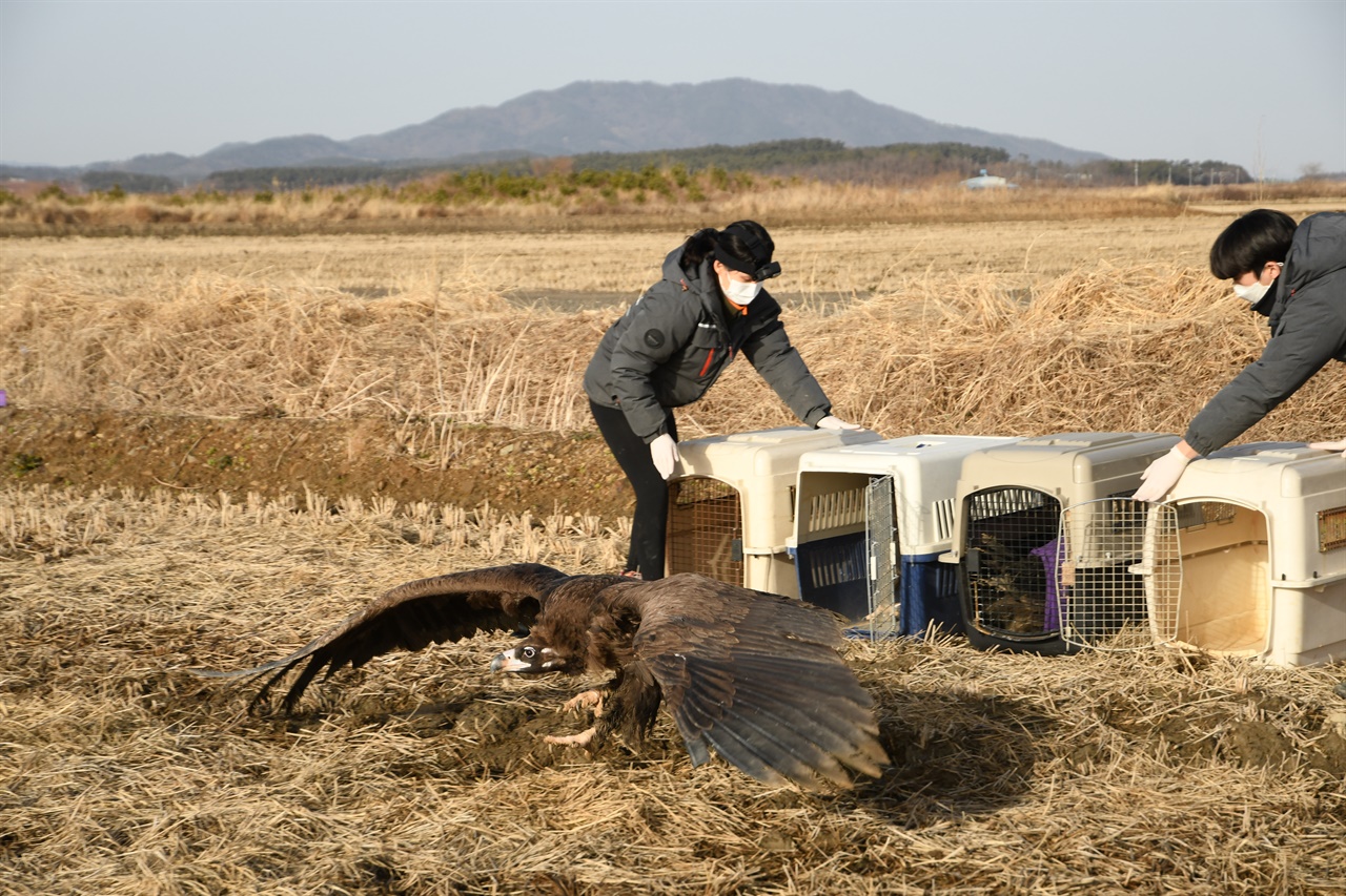 충남 야생동물 구조센터에서 치료가 끝난 독수리를 서산시 천수만 들녘에 방생하고 있다.