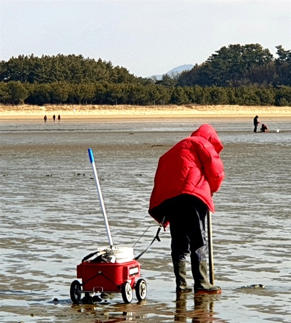 충남 태안군 몽산포 해변에서 빠라봉 등 불법 도구로 개불을 채취하는 모습