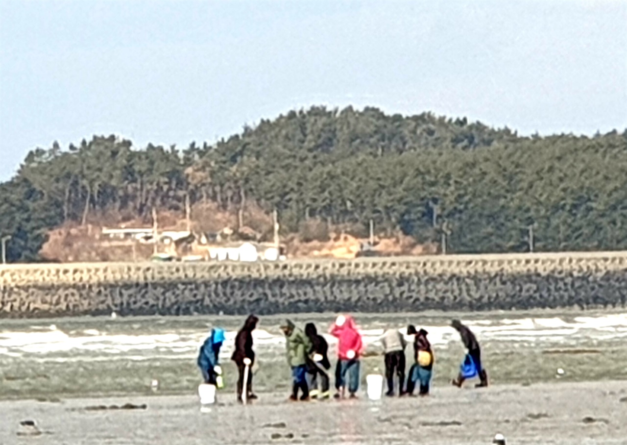  충남 태안군 해변 일원에서 불법도구를 이용해 단체로 무리를 지어 개불등을 채취하는 보습이 곳곳에서 발견된다.