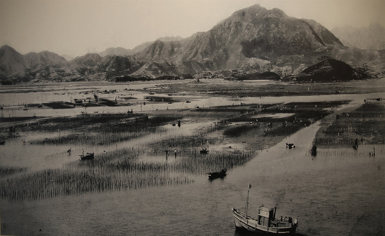 산죽 섶을 이용한 1949년의 김양식 모습이다. 광양 김시식지 역사관에 걸린 사진이다.