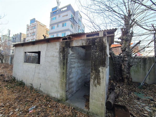  진주기계공업고등학교 운동장에 발견 당시 닥나무.